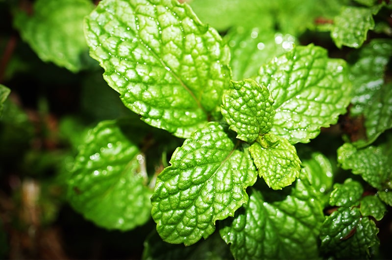 Spearmint plant a new flavor from Al Waha Tobacco